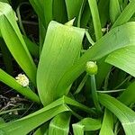 Allium victorialis Leaf