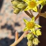 Sedum pachyphyllum Blüte