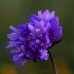 Dipterostemon capitatus Flower