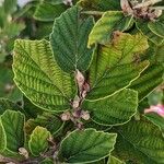 Fothergilla gardenii Folla