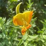 Oenothera elata Blüte