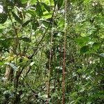 Psychotria densinervia Habit
