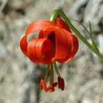 Lilium pomponium Цвят