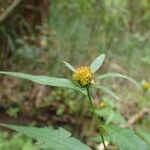 Bidens connata Habitat