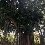 Ficus elastica Rusca