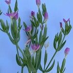 Centaurium tenuiflorum Blüte