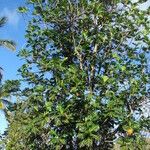 Artocarpus altilis Vekstform