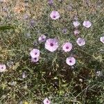 Convolvulus althaeoidesBlüte