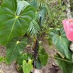 Anthurium faustomirandae Характер