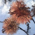 Petasites pyrenaicus Fruit