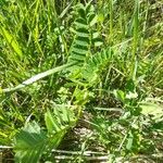 Astragalus penduliflorus ഇല