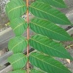 Ailanthus altissimaপাতা