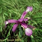 Iris reichenbachiana Floare