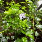 Vinca difformisᱵᱟᱦᱟ