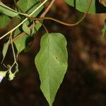 Jacquemontia pentanthos Feuille