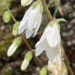 Campanula alliariifolia Flor