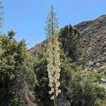 Hesperoyucca whipplei Flower