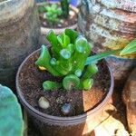 Crassula ovataᱪᱷᱟᱹᱞᱤ