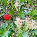 Arbutus andrachne फल