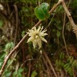 Aphloia theiformis Flower