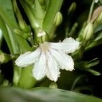 Scaevola taccada Floare