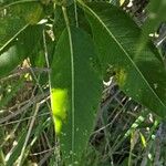 Salix amygdaloides Blad
