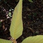 Castilla tunu Leaf