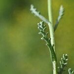 Santolina villosa Hoja