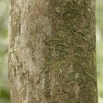 Duroia longiflora Bark
