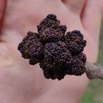 Fraxinus excelsior 花