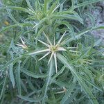 Centaurea calcitrapa Feuille