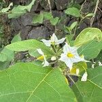 Solanum torvumКвітка