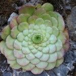 Aeonium tabulaeforme Lapas