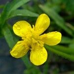 Ranunculus sardous 花