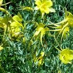 Aquilegia chrysantha Blüte