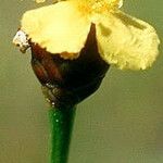 Xyris torta Flower