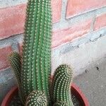 Echinopsis schickendantzii Hoja