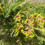 Coleus decurrensLapas