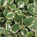 Plectranthus madagascariensisBlad