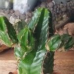 Euphorbia resinifera Hostoa