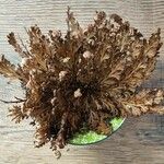 Selaginella lepidophylla Лист