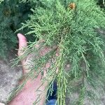 Juniperus semiglobosa Leaf