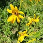 Wyethia angustifolia Fiore