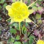 Aquilegia chrysantha Blüte