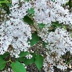 Syringa pubescens Blomma