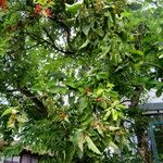 Crataegus holmesiana Hoja
