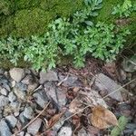 Pilea microphylla পাতা