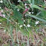 Stellaria gramineaFlower