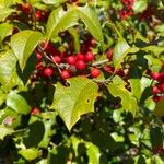 Ilex opaca Лист