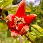 Punica granatum फूल